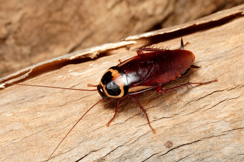 File:Australian Cockroach.jpg