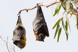 File:Sleeping-bats.jpeg