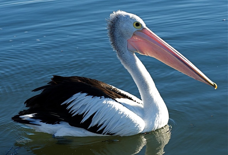 File:Australian Pelican.jpg