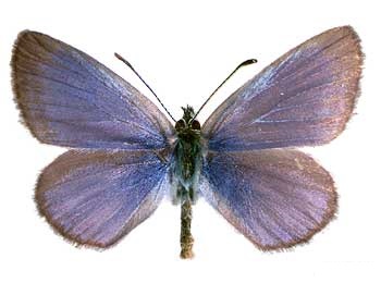 File:Common blue butterfly.jpg