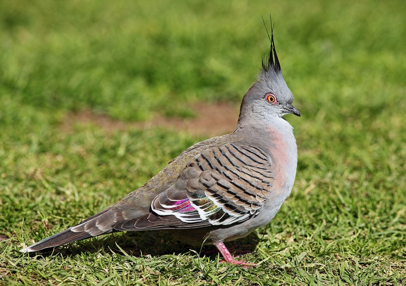 File:Crested pigeon.jpg