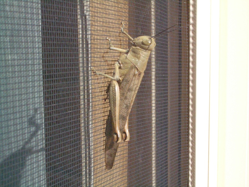 File:Giant Green Grasshopper.jpg