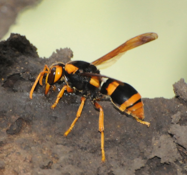 File:Mud Nest Wasp.jpg