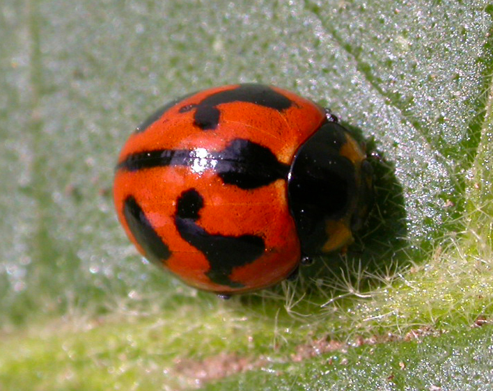 File:Ladybird-Coccinella transversalis.jpg