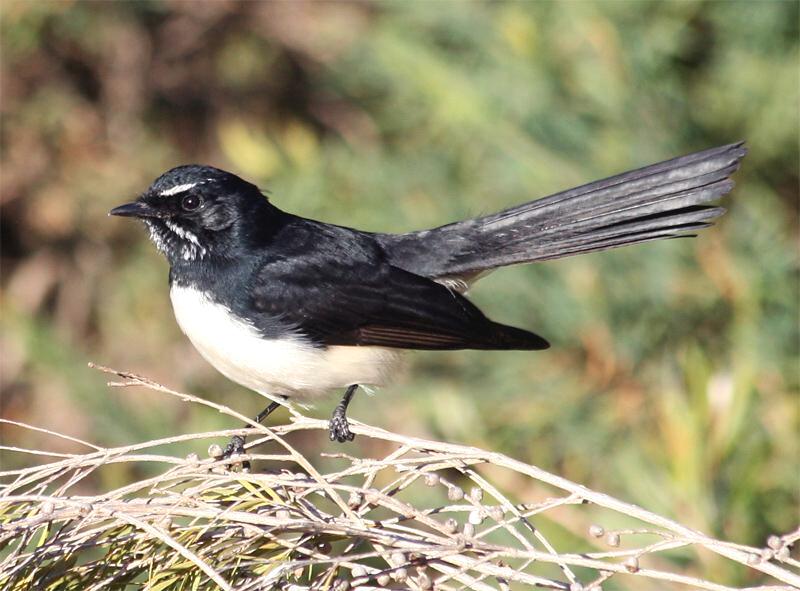 File:Willie-wagtail.jpg
