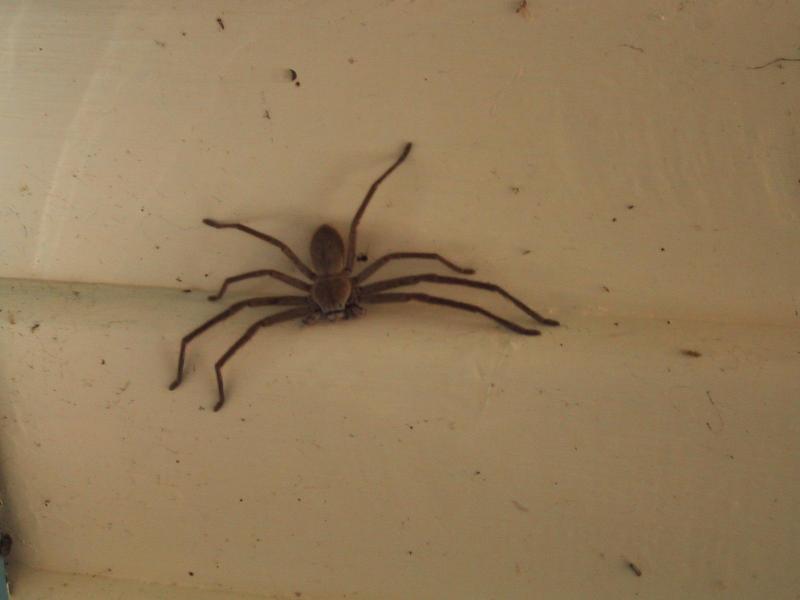 File:Huntsman spider.jpg