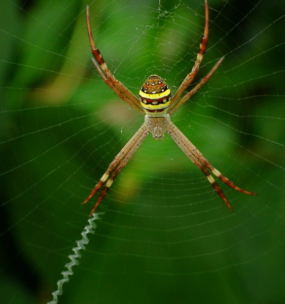 File:St Andrews Cross Spider.jpg