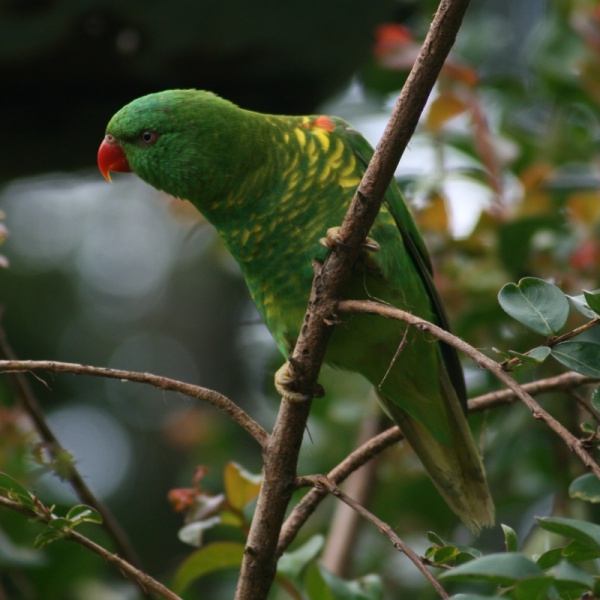 File:Scaly Breasted Lorrikeet.jpg