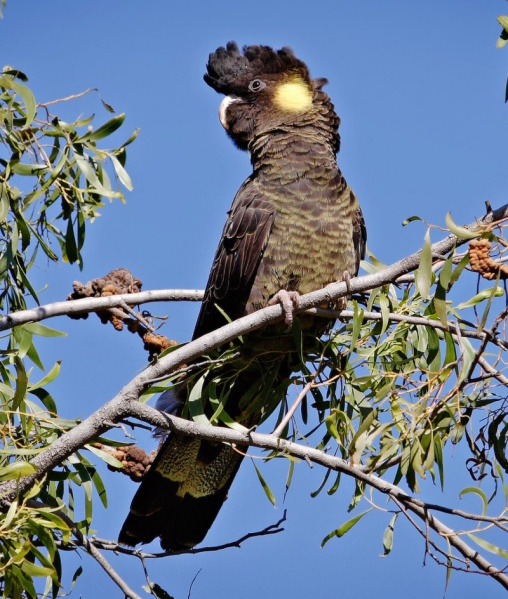 File:Yellow-tailed black cockatoo.jpg