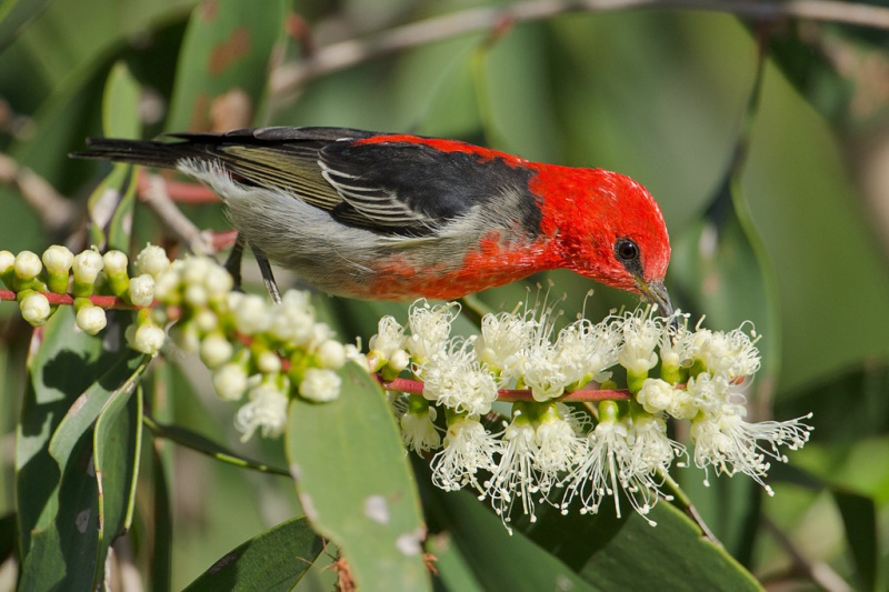 File:Scarlet-honeyeater.jpg