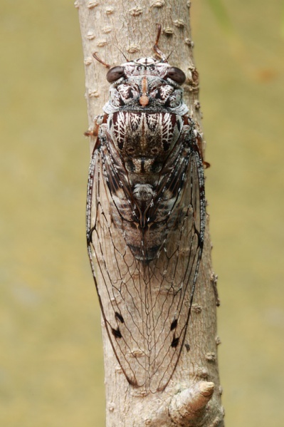 File:Floury Baker cicada.jpg