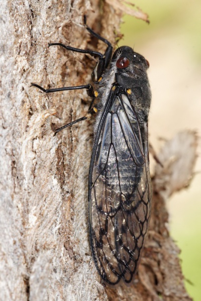 File:Redeye cicada.jpg