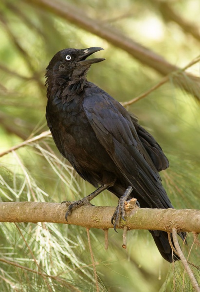 File:Australian Raven.jpg