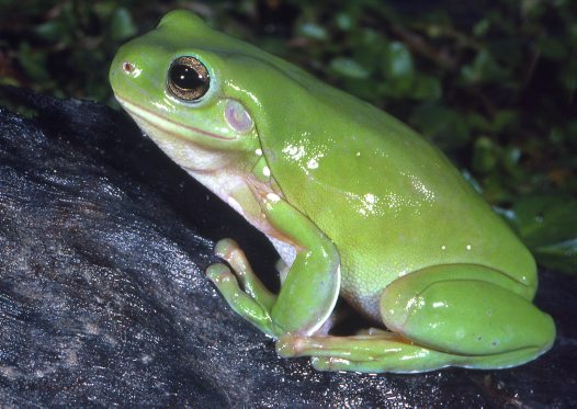 File:Green tree frog.jpg