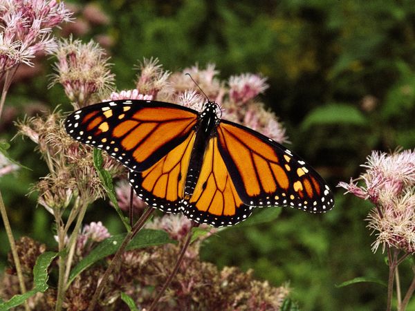 File:Monarch butterfly.jpg