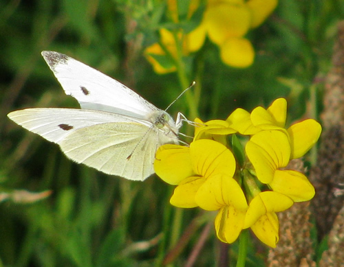 File:Cabbage white butterfly.jpg