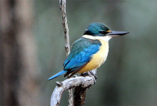 File:Sacred-kingfisher.jpg