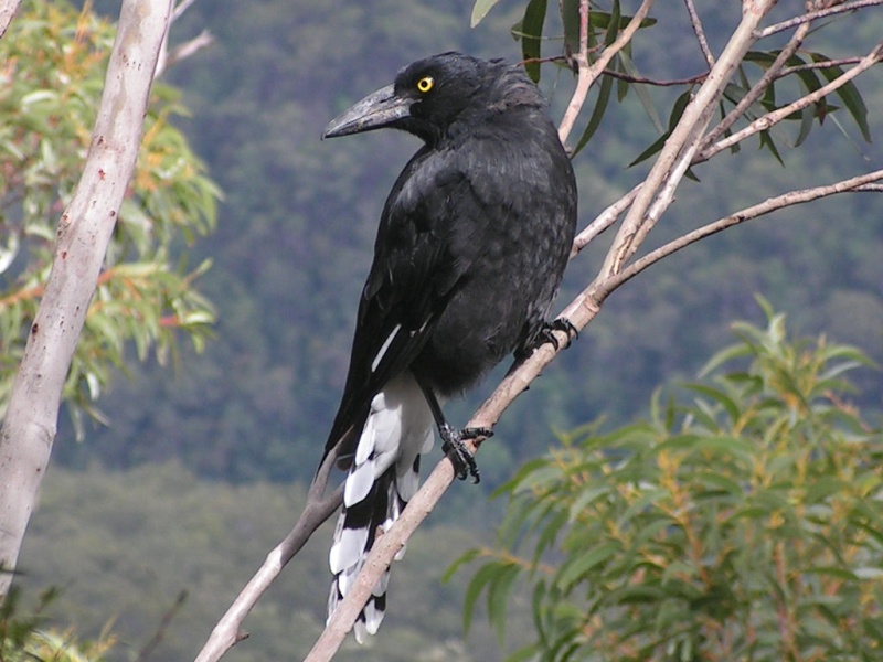 File:Pied Currawong.jpg
