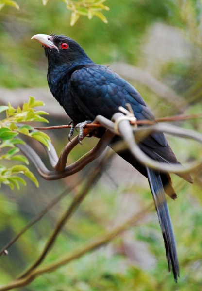 File:Asian koel.jpg