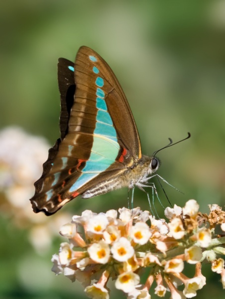 File:Blue Triangle Butterfly.jpg