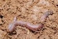 Thumbnail for version as of 08:37, 29 June 2014