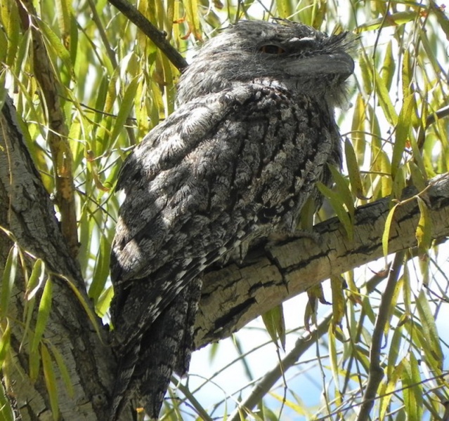 File:Frogmouth.jpg