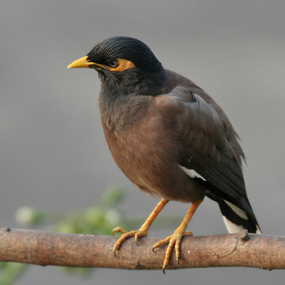 Nature in and around our house - wikipost