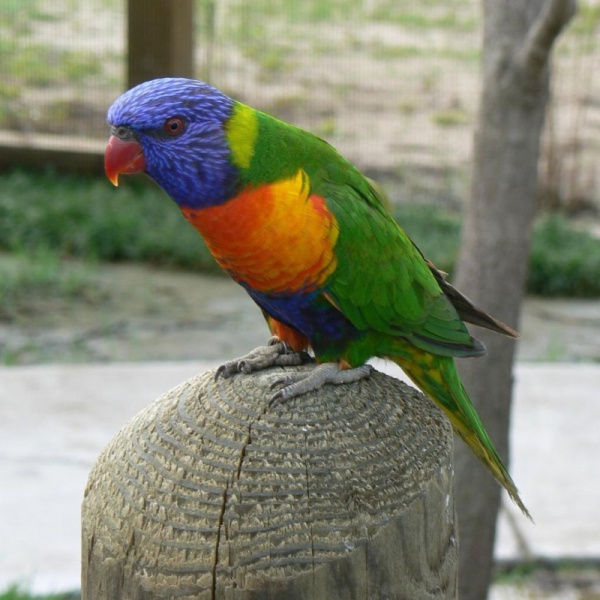 File:Rainbow lorrikeet.jpg