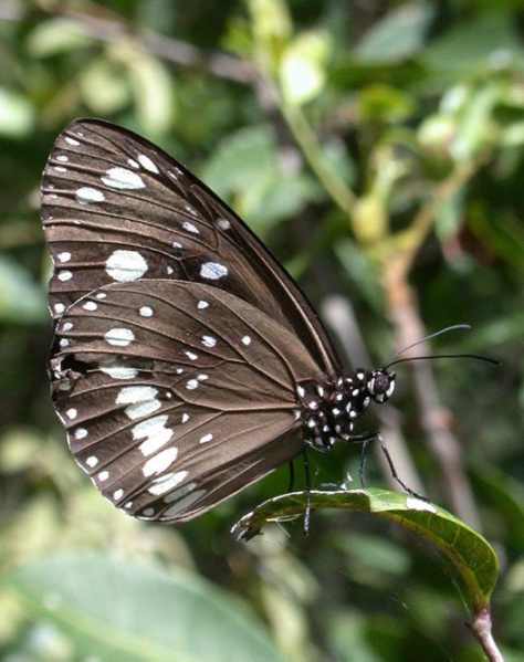 File:Common Crow Butterfly.jpg