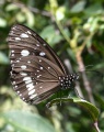 Thumbnail for version as of 09:52, 29 June 2014