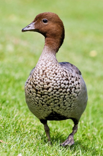 File:Australian wood duck.jpg