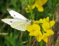 Thumbnail for version as of 10:36, 29 June 2014