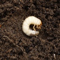 Thumbnail for version as of 08:47, 29 June 2014